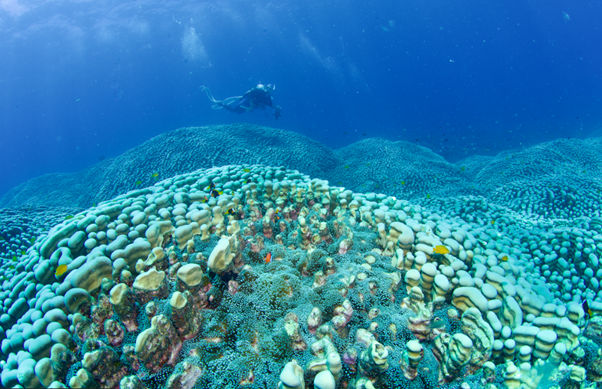 The coral coloany has adapted itself to the terrain, rising and falling with the underlying reef.
